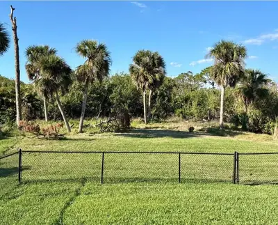 Fence line overgrown with brush and pepper trees before clearing