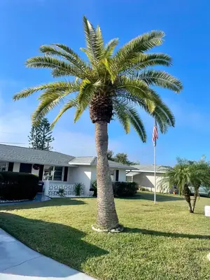 Date palm with a full trimmed crown in a front yard