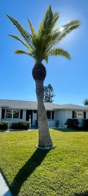 Tall date palm trimmed clean in a front yard