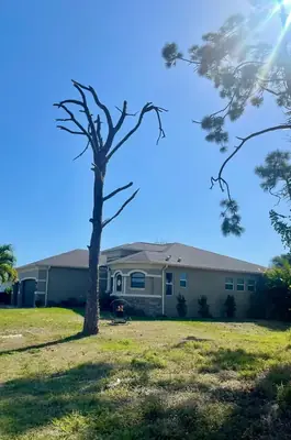 Dead pine tree standing in a side yard before removal