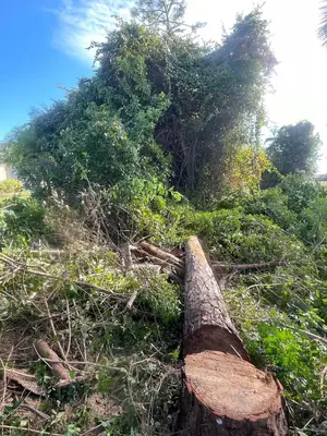 Pine trunk cut down in an overgrown yard during a tree removal