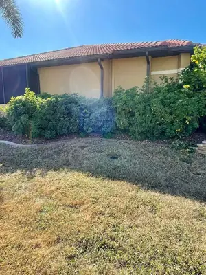 Overgrown shrubs along a stucco home before trimming