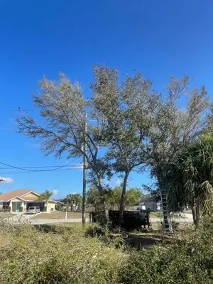 Ladder set up in a stand of trees during a trimming job