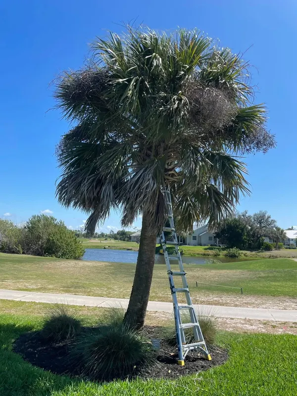Ladder set against a sabal palm during a trimming job