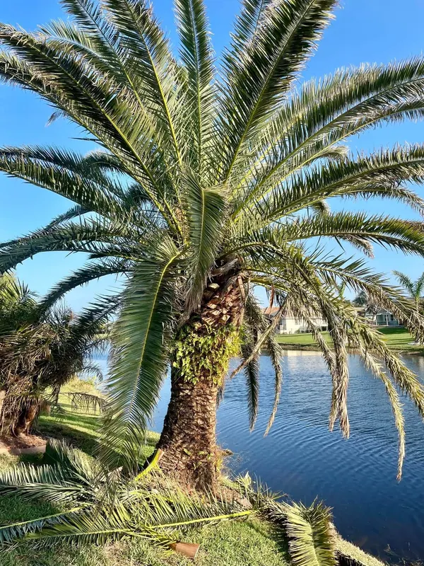 Trimmed date palm on a lakefront yard with fronds cleaned up