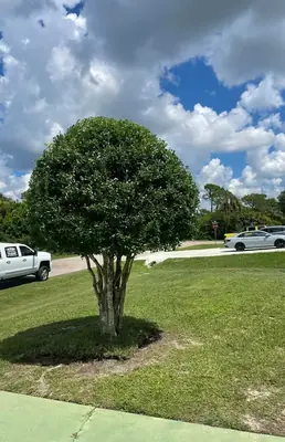 Small shade tree trimmed into a clean rounded shape