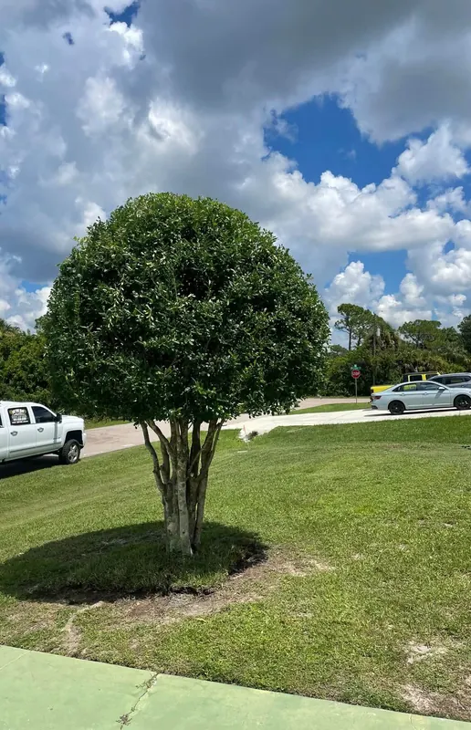 Small shade tree trimmed into a clean rounded shape