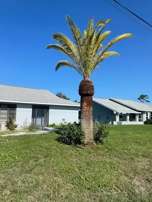 Same date palm after trimming, clean trunk and healthy crown