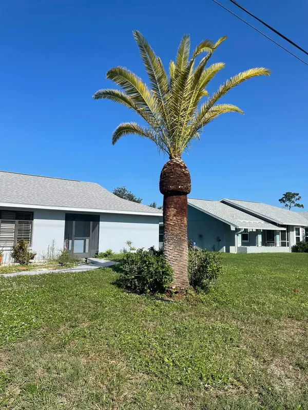 Same date palm after trimming, clean trunk and healthy crown