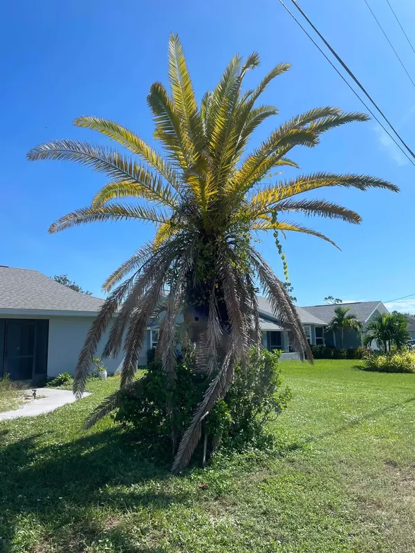 Canary Island date palm with dead hanging fronds before trimming