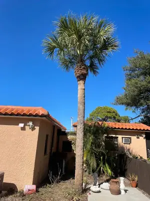 Sabal palm trimmed up beside the home