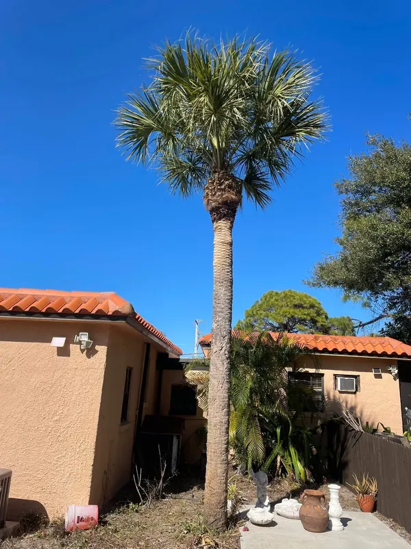 Sabal palm trimmed up beside the home