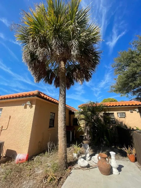 Overgrown sabal palm beside a stucco home before trimming