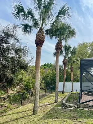 Same sabal palms trimmed with clean trunks beside the pool cage