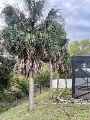Cluster of sabal palms with dead fronds beside a pool cage before trimming