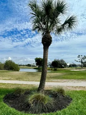 Freshly trimmed sabal palm with a clean mulch ring