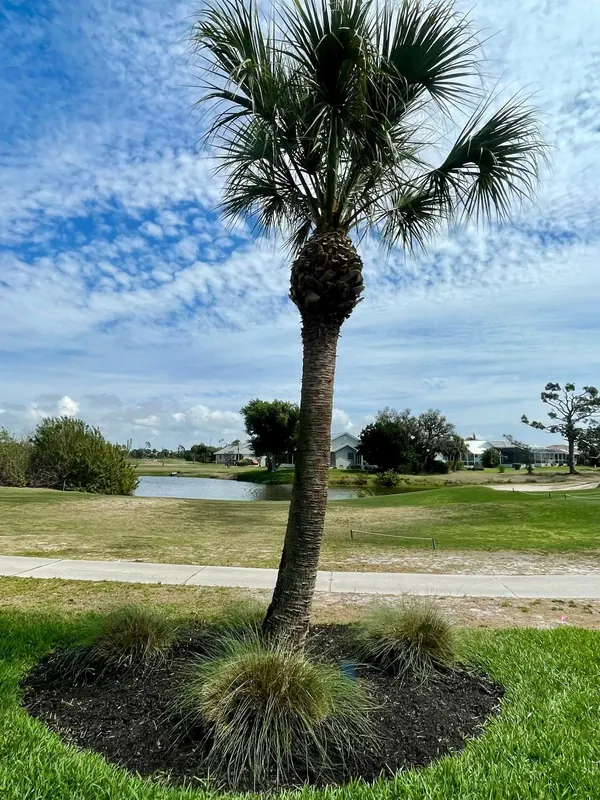 Freshly trimmed sabal palm with a clean mulch ring